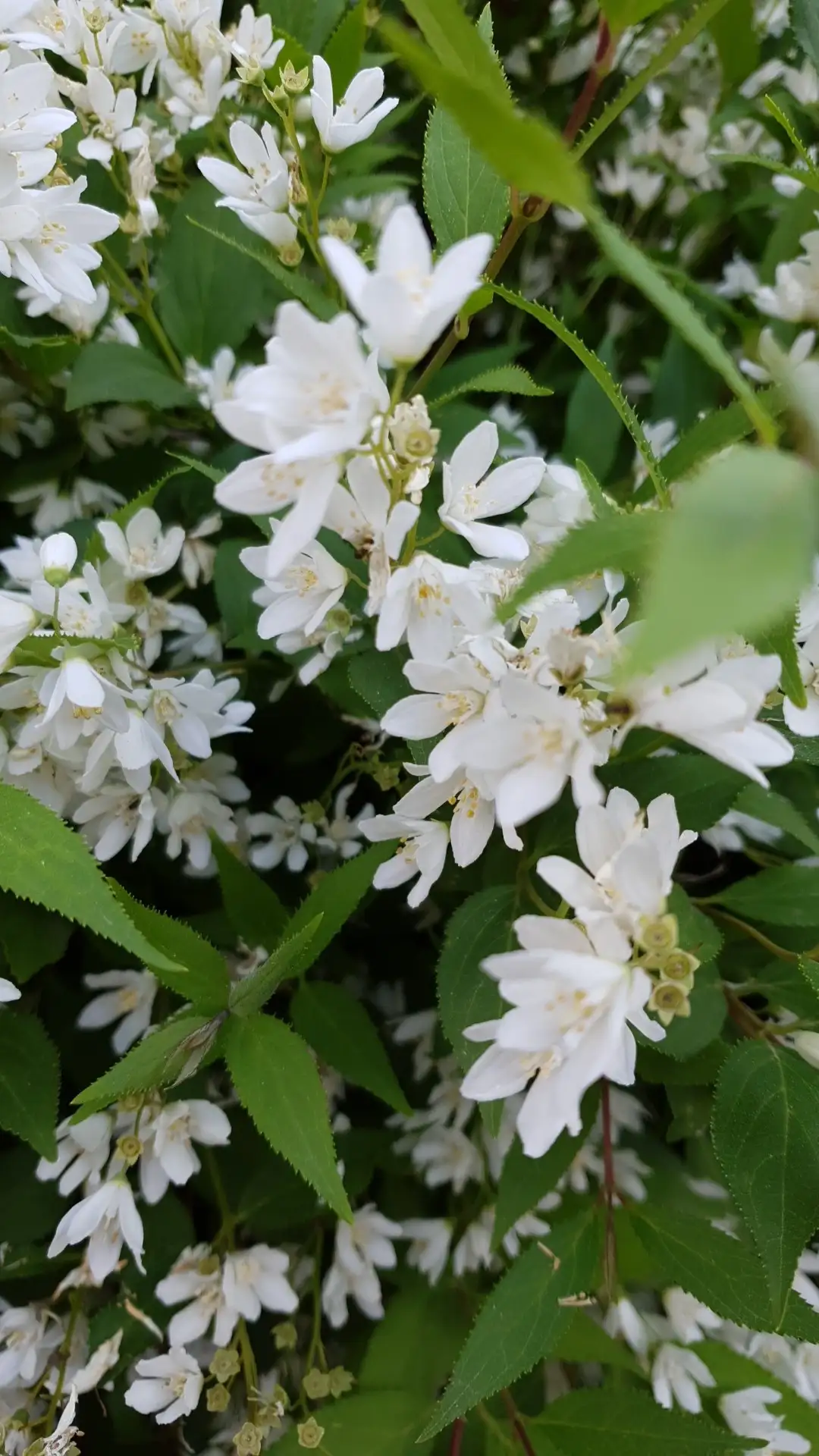 ウツギ属 Deutzia 花言葉 毒性 よくある質問 Picturethis ウツギ属 Deutzia 花言葉 毒性 よくある質問 Picturethis