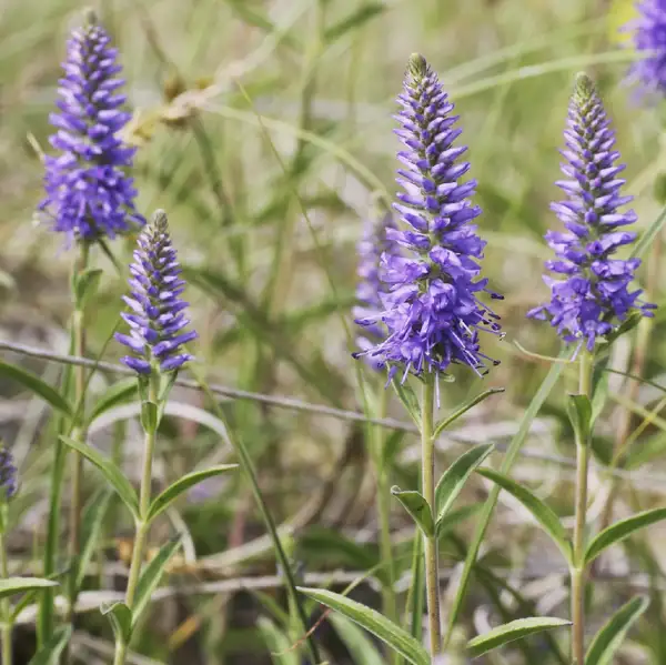 ヒメルリトラノオ 姫瑠璃虎の尾 Veronica Spicata 花言葉 毒性 よくある質問 Picturethis ヒメルリトラノオ 姫瑠璃虎の尾 Veronica Spicata 花言葉 毒性 よくある質問 Picturethis