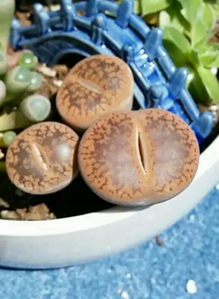 リトープス属 Lithops 花言葉 毒性 よくある質問 Picturethis