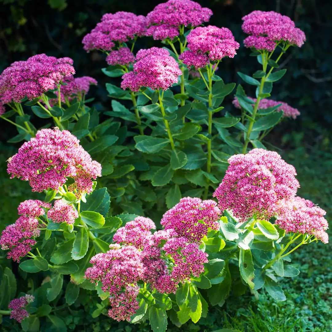 オオベンケイソウ 大弁慶草 のお世話ガイド 育て方 育て方 潅水 施肥 剪定 病気 Picturethis オオベンケイソウ 大弁慶草 のお世話ガイド 育て方 育て方 潅水 施肥 剪定 病気 Picturethis