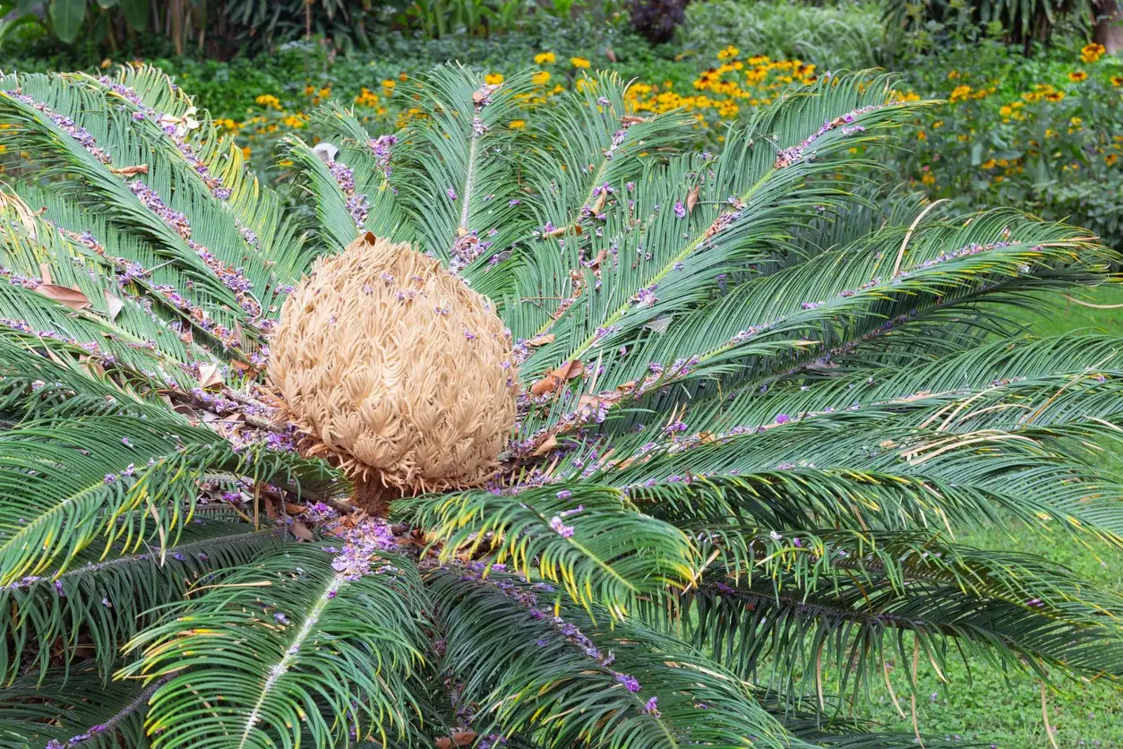 ソテツ属 Cycas 花言葉 毒性 よくある質問 Picturethis