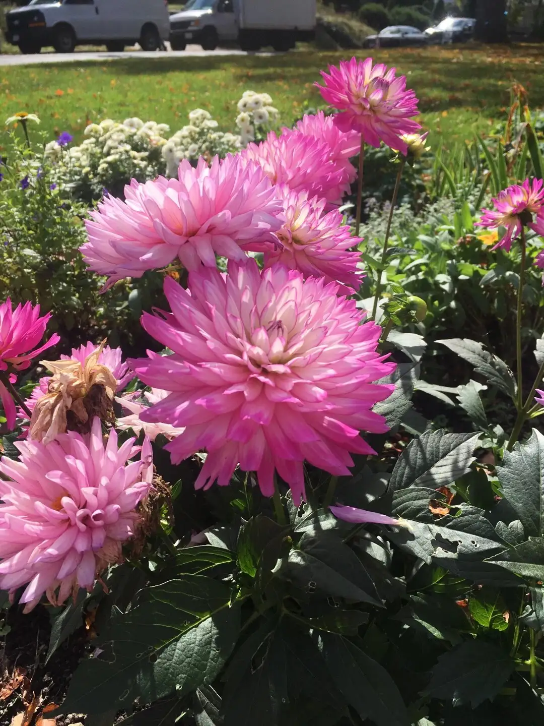 セイヨウシャクヤク 西洋芍薬 のお世話ガイド 育て方 育て方 潅水 施肥 剪定 病気 Picturethis セイヨウシャクヤク 西洋芍薬 のお世話ガイド 育て方 育て方 潅水 施肥 剪定 病気 Picturethis