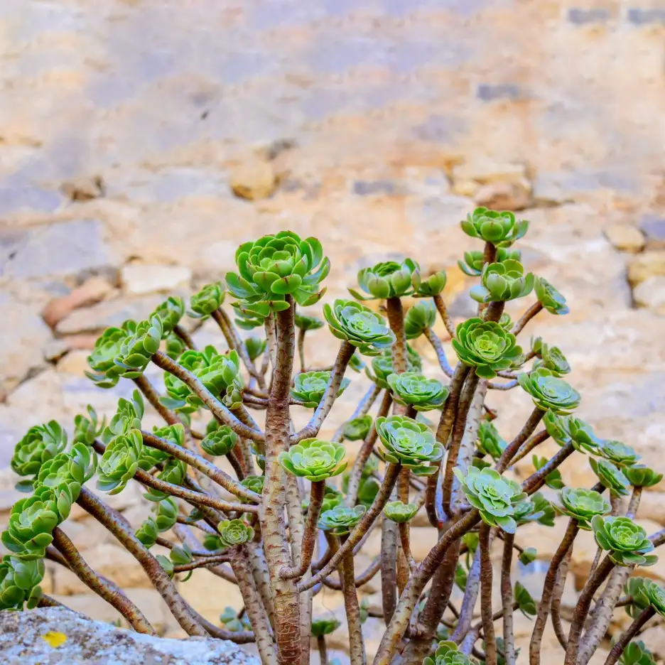 サンシモン Aeonium Arboreum 花言葉 毒性 よくある質問 Picturethis