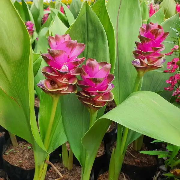 クルクマ シャローム Curcuma Alismatifolia 花言葉 毒性 よくある質問 Picturethis