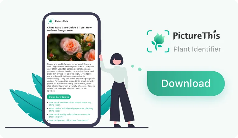 ワイルドアンジェリカ Angelica Sylvestris 花言葉 毒性 よくある質問 Picturethis