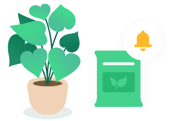 La Pousse Verte - La sauge sclarée : conseils d'entretien et cuisine pour  votre plante