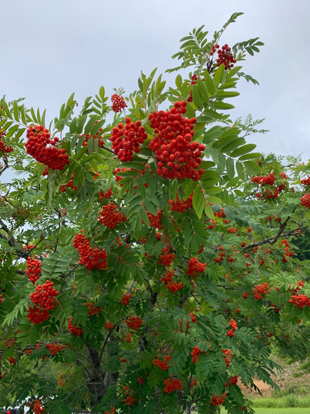 Sorbus 花言葉 学名 よくある質問 Picturethis