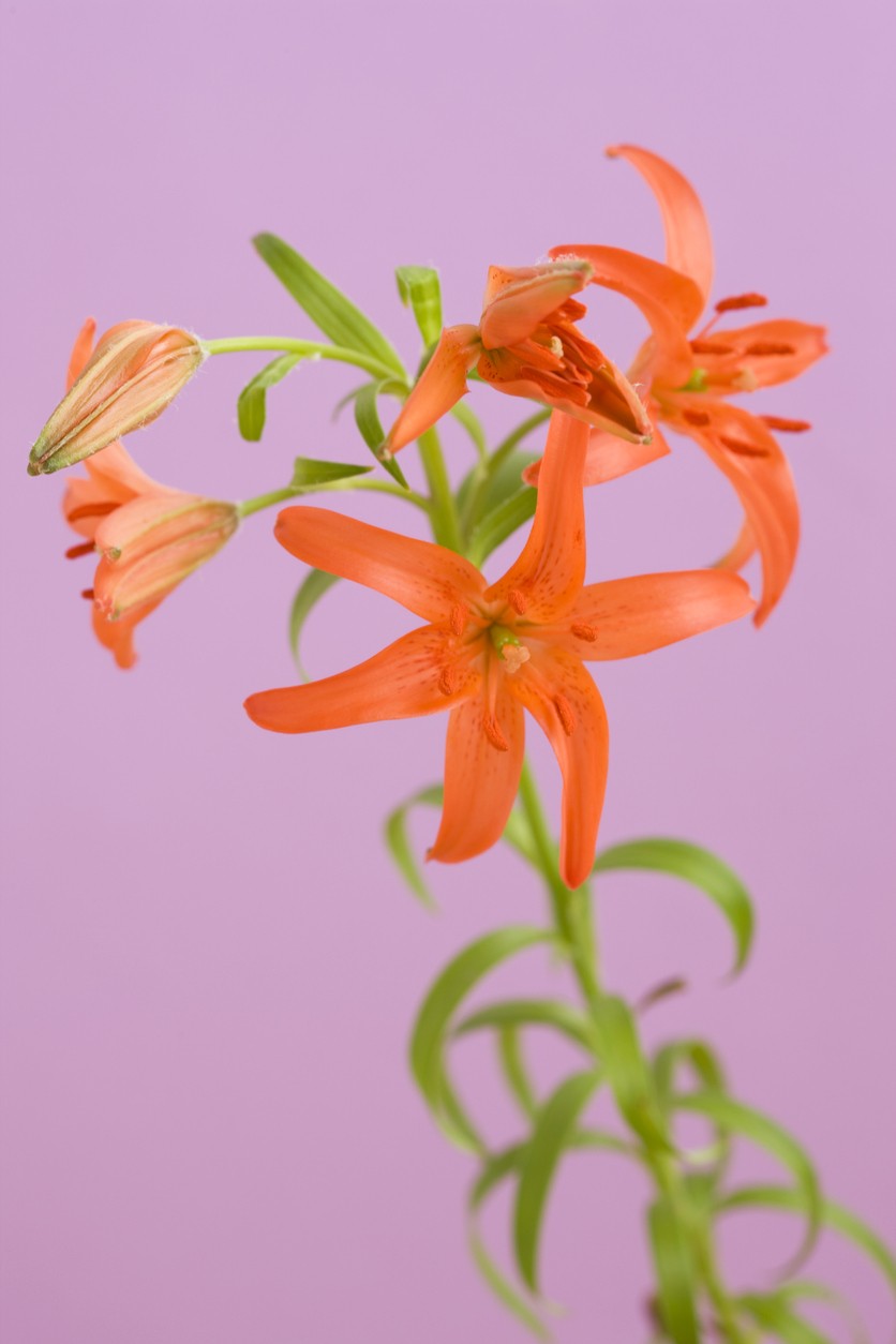 ヒメユリ 姫百合 Lilium Concolor 花言葉 学名 よくある質問 Picturethis