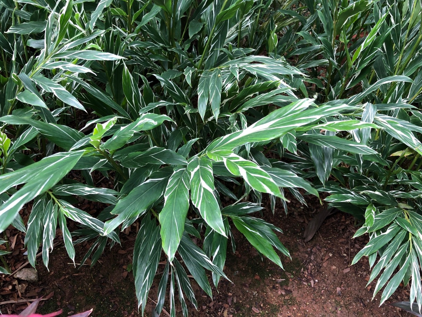 hedychium-tahitian-flame-picturethis