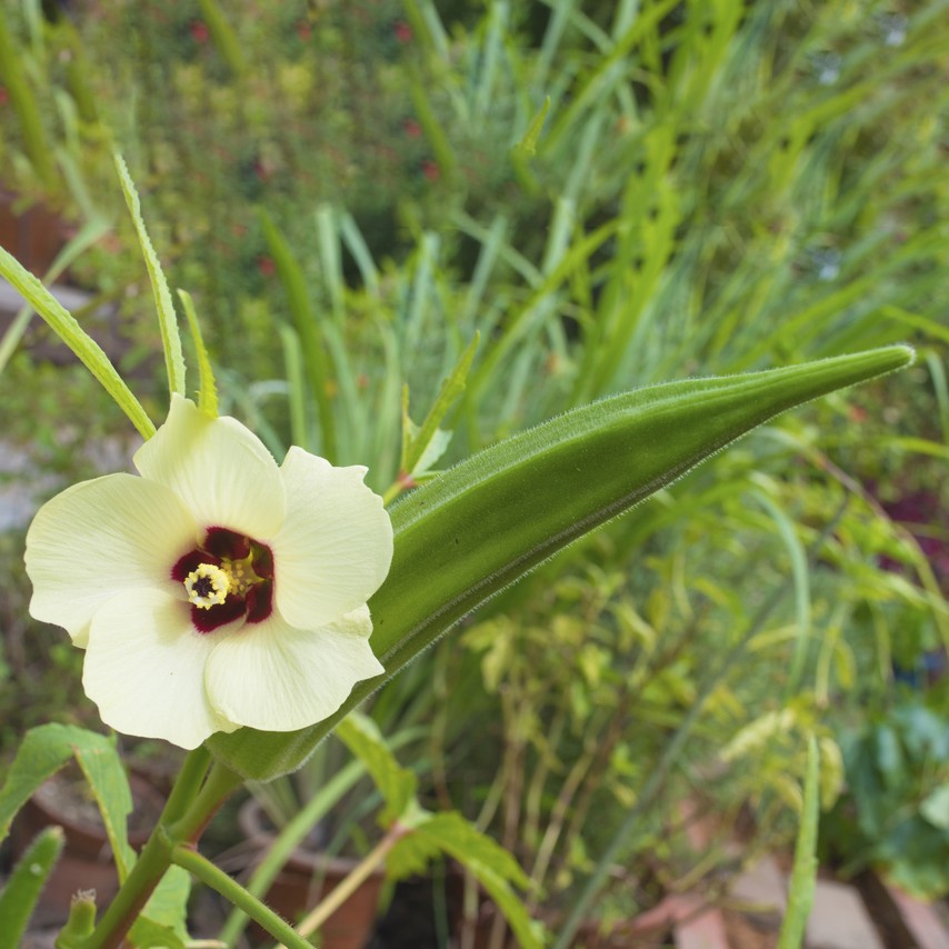 オクラ 秋葵 Abelmoschus Esculentus 花言葉 学名 よくある質問 Picturethis