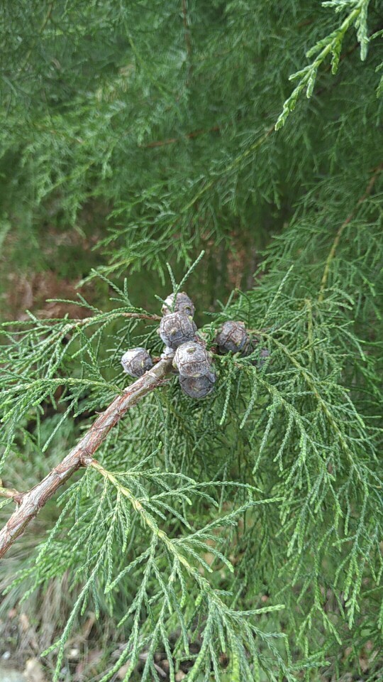 メキシコイトスギ Cupressus Lusitanica 花言葉 学名 よくある質問 Picturethis