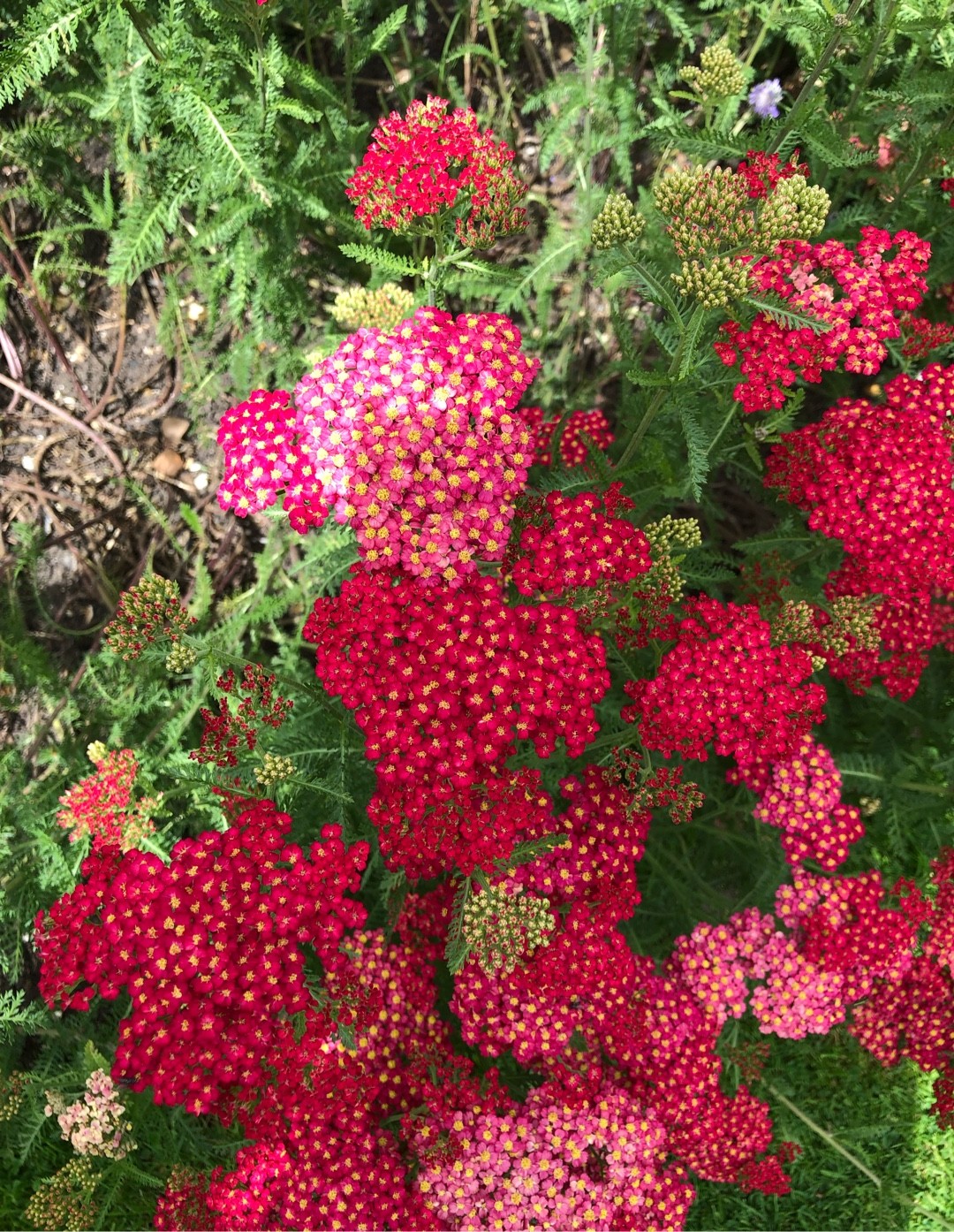 Achillea Millefolium The Beacon Achillea Millefolium The Beacon