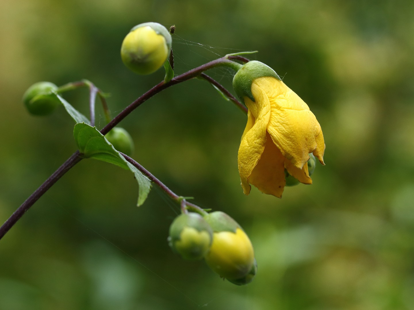 キレンゲショウマ Kirengeshoma Palmata 花言葉 学名 よくある質問 Picturethis