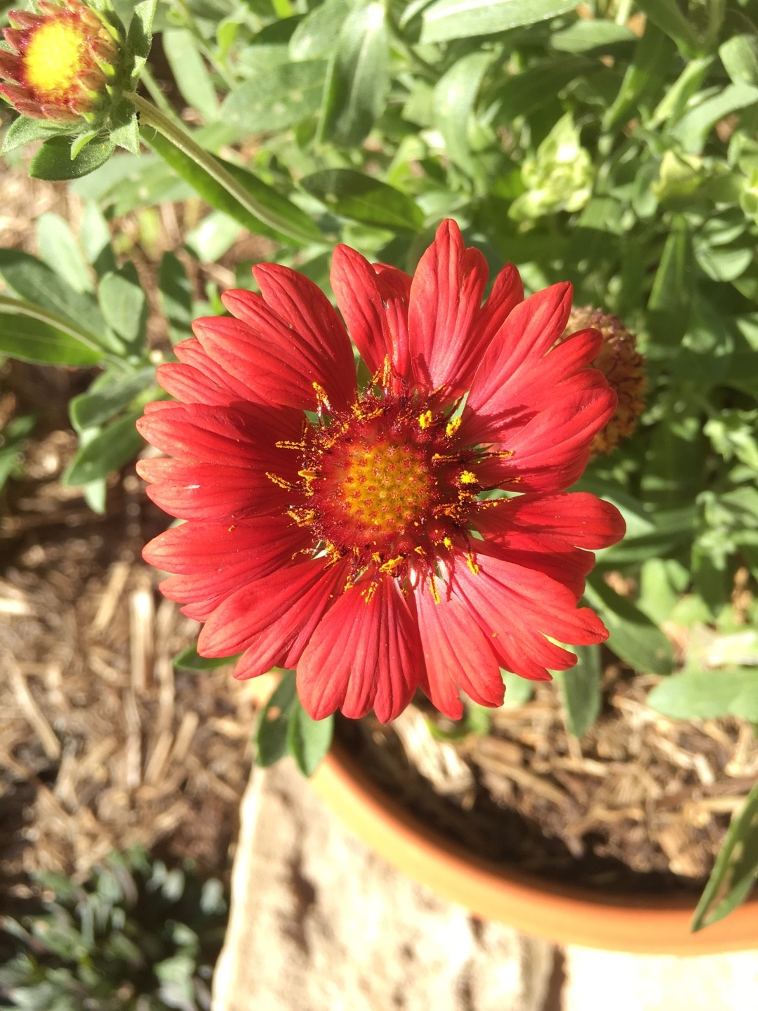 ガイラルディア アンブリオドン Gaillardia Amblyodon Picturethis