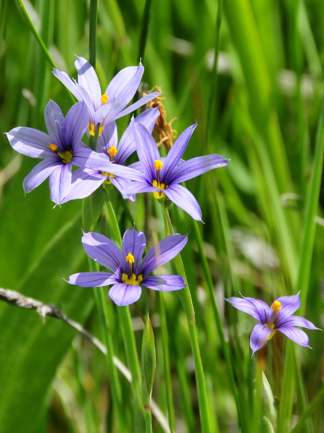 Sisyrinchium Idahoense 照顧 繁殖 開花時間 Picturethis