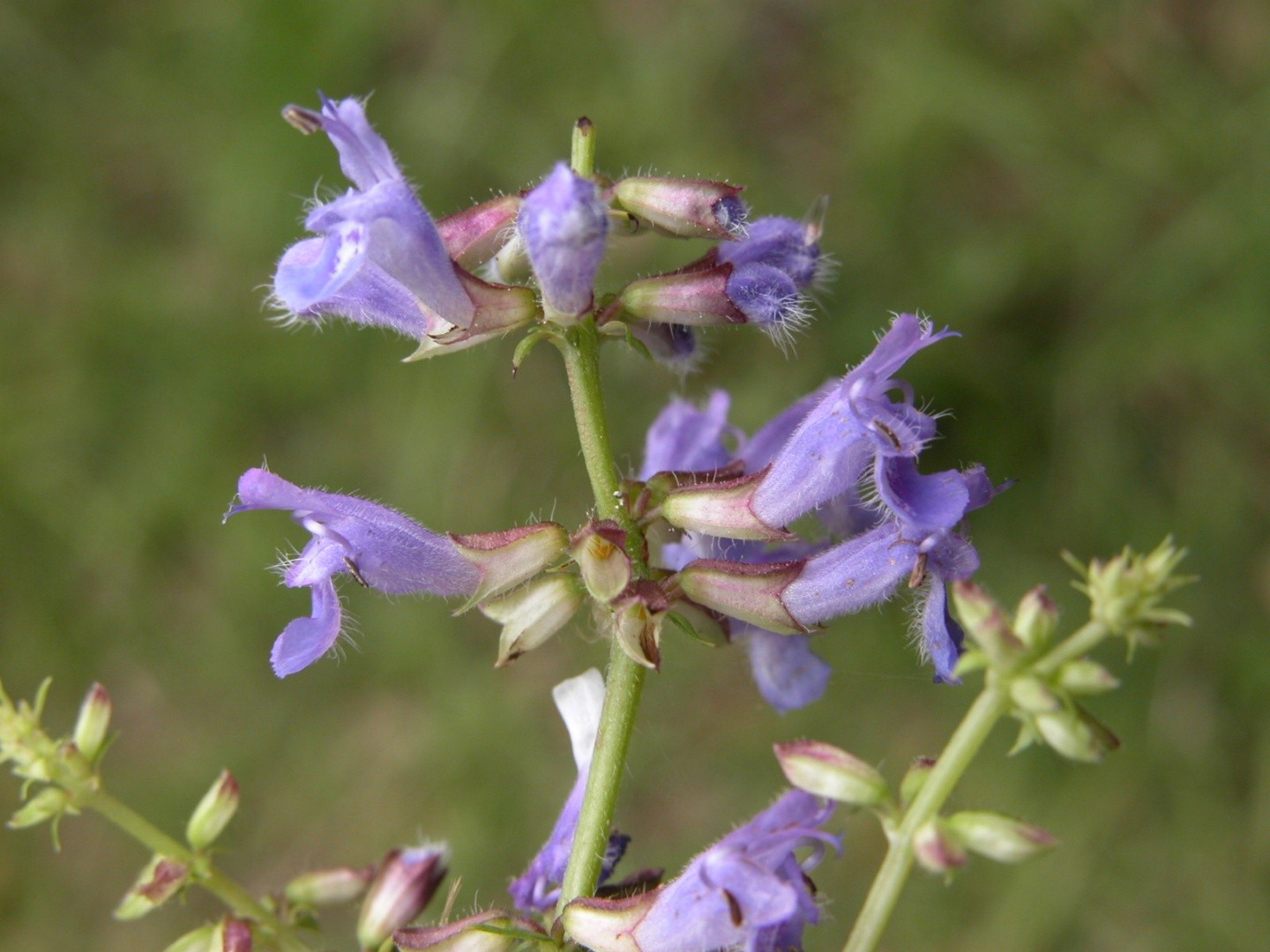 Salvia Japonica Salvia Japonica Picturethis