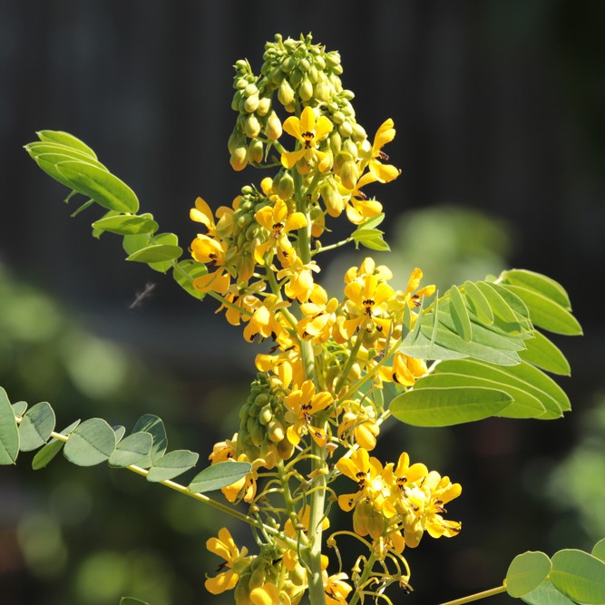 Senna Hebecarpa Senna Hebecarpa Picturethis