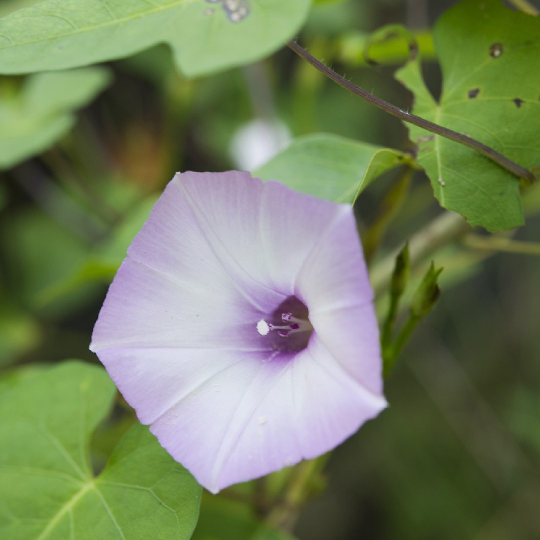 Ipomoea Cordatotriloba 花言葉 学名 よくある質問 Picturethis