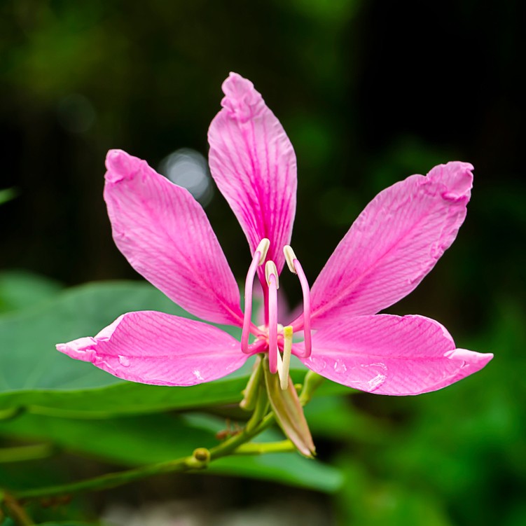 Orchid Tree (Bauhinia purpurea) - PictureThis