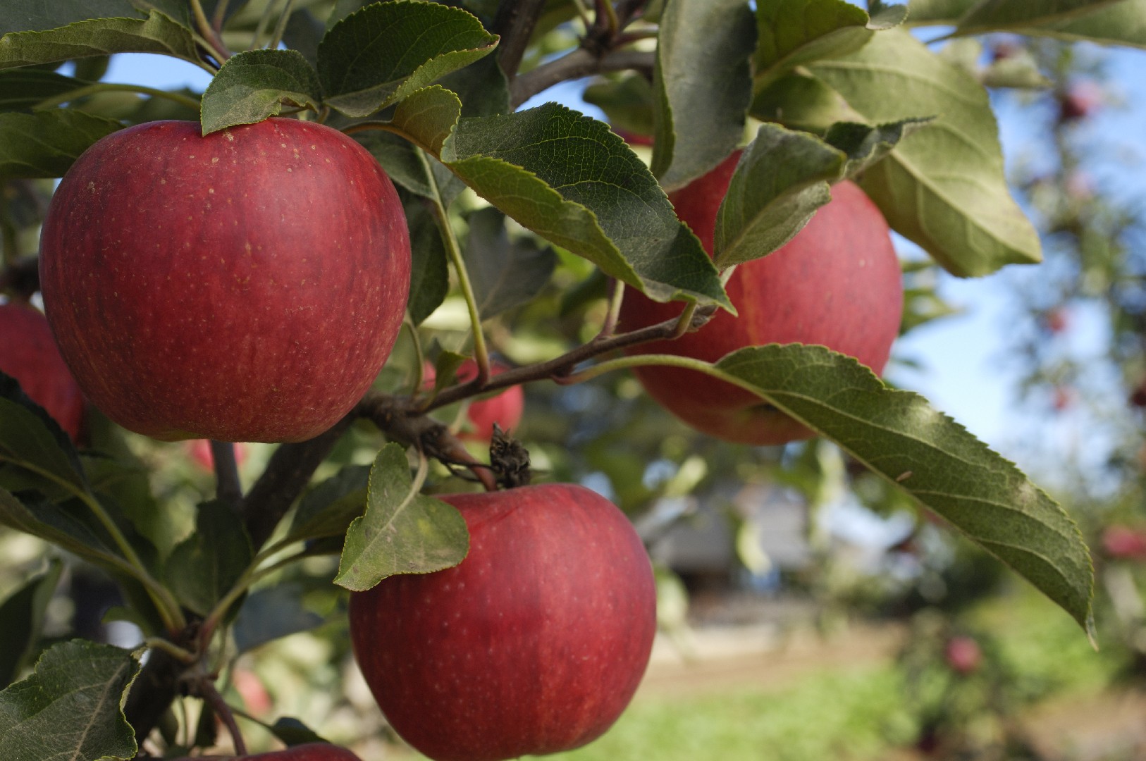 Malus Malus Picturethis