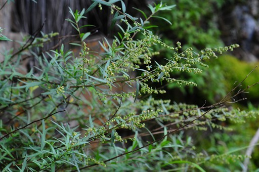 ケショウヨモギ Artemisia Dubia 花言葉 学名 よくある質問 Picturethis