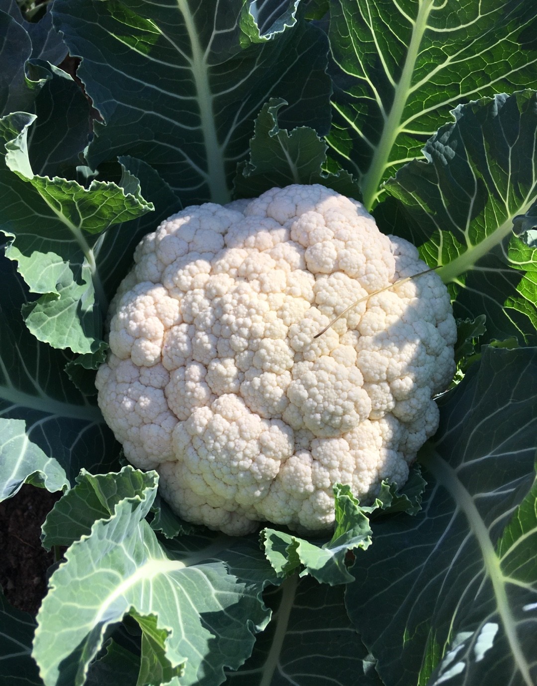 カリフラワー Brassica Oleracea Var Botrytis 花言葉 毒性 よくある質問 Picturethis