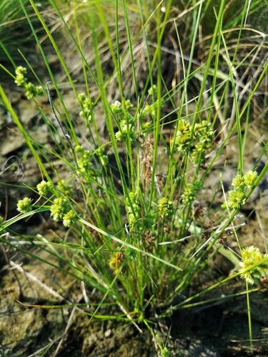 Cyperus Acuminatus Picturethis