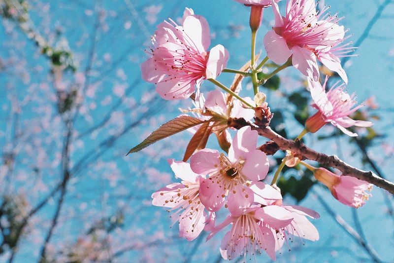 ヒマラヤザクラ（ヒマラヤ桜） (Prunus cerasoides) 花言葉，毒性，よくある質問 - PictureThis