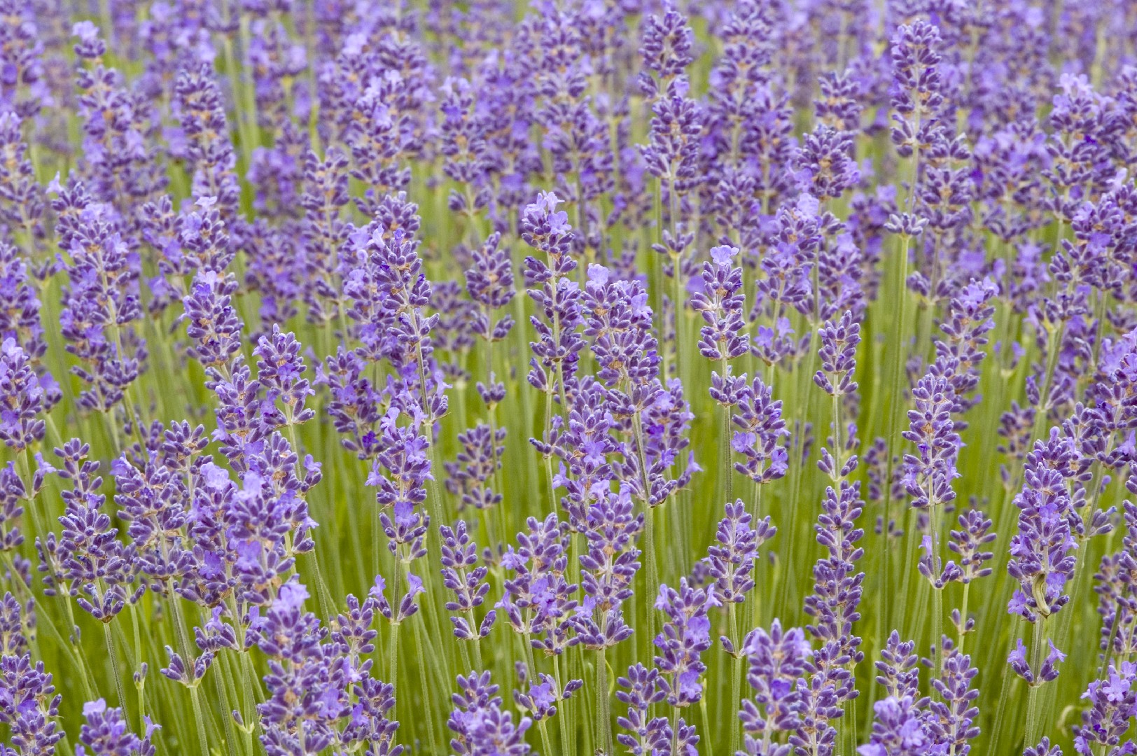 Lavandula Angustifolia 'Munstead' (Lavandula Angustifolia 'Munstead ...