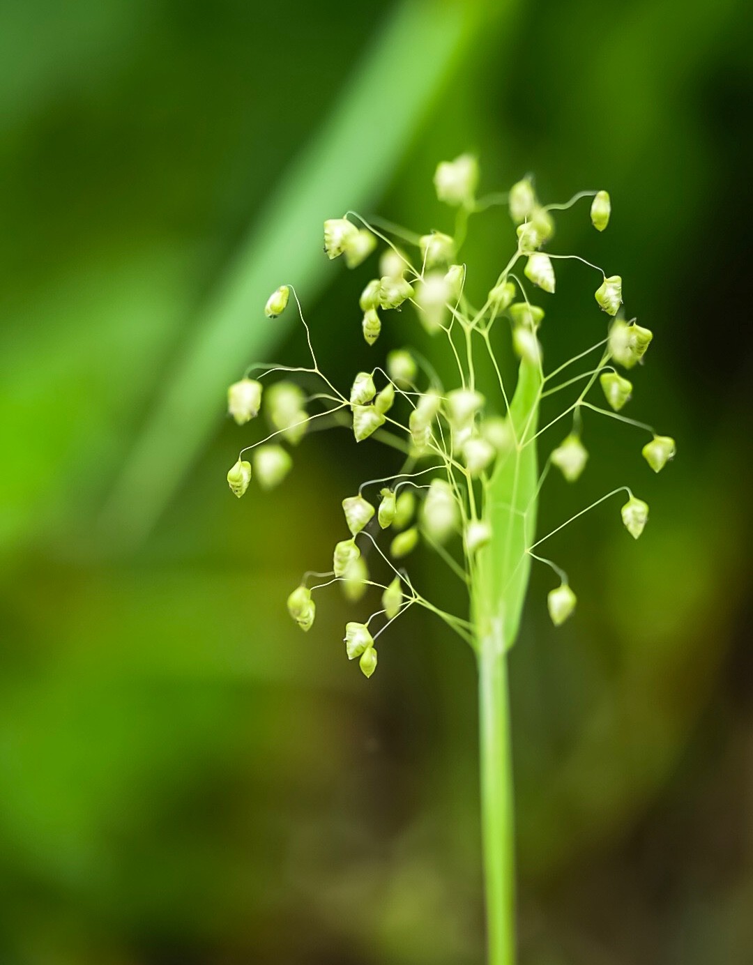 ヒメコバンソウ 姫小判草 Briza Minor 花言葉 学名 よくある質問 Picturethis