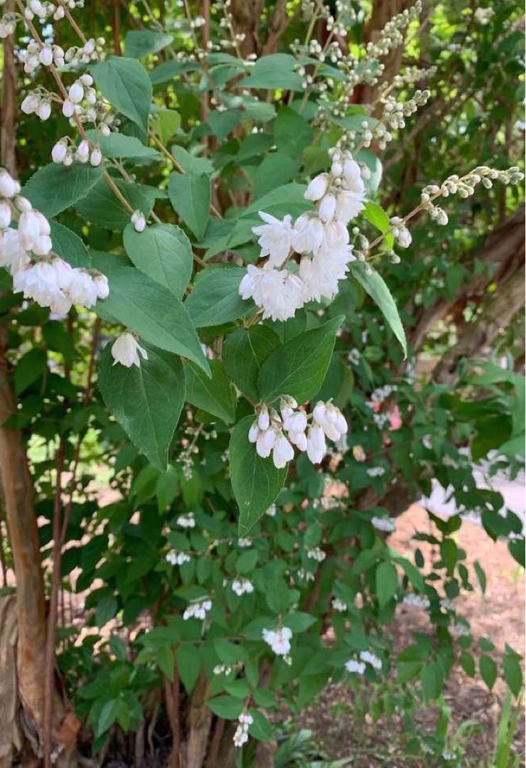 ウツギ 空木 Deutzia Crenata 花言葉 学名 よくある質問 Picturethis