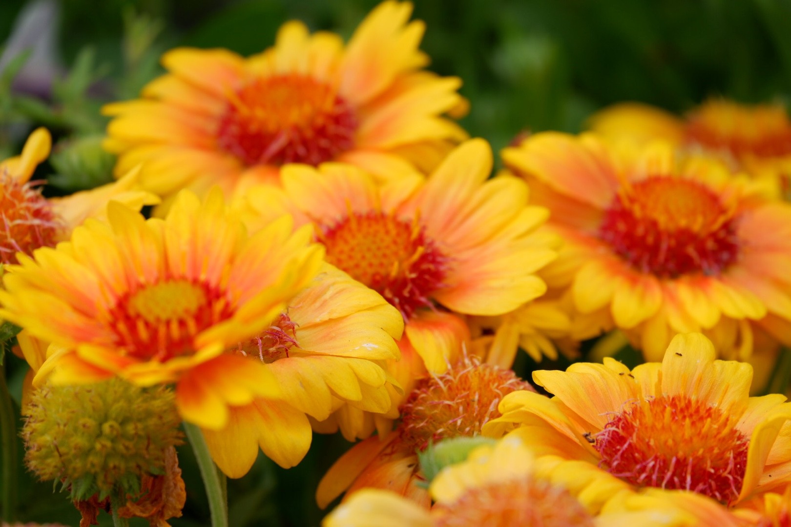 テンニンギク属 Gaillardia 花言葉 学名 よくある質問 Picturethis