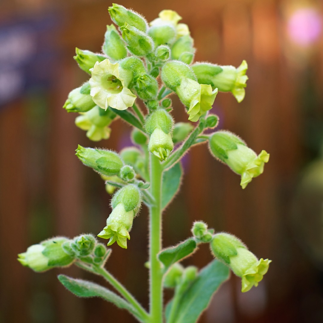 담배 (Nicotiana Rustica) - PictureThis