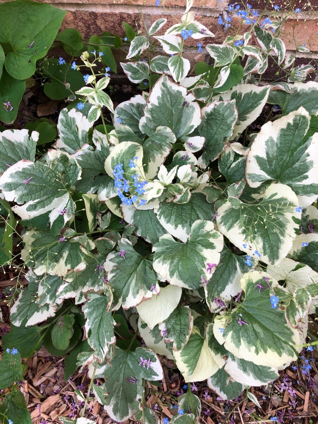 Brunnera macrophylla 'Variegata' - PictureThis