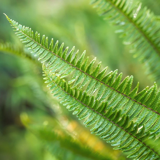 タマシダ 玉羊歯 Nephrolepis Cordifolia 花言葉 学名 よくある質問 Picturethis