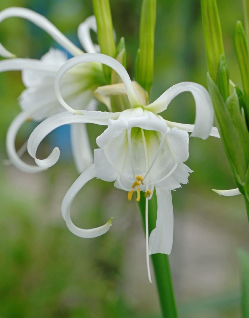 Hymenocallis Festalis Zwanenburg 花言葉 学名 よくある質問 Picturethis