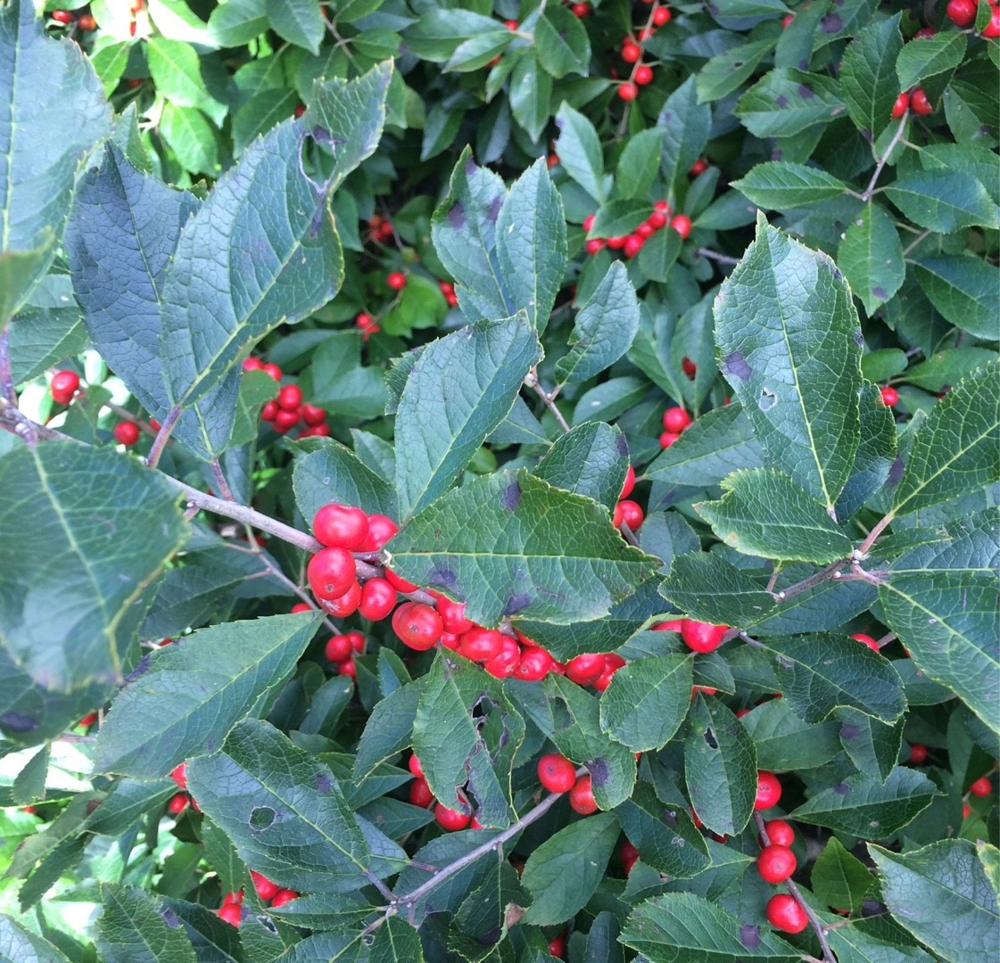 Ilex Verticillata 'Red Sprite' - PictureThis