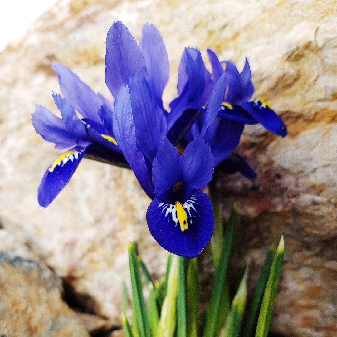 Iris Reticulata 花言葉 学名 よくある質問 Picturethis