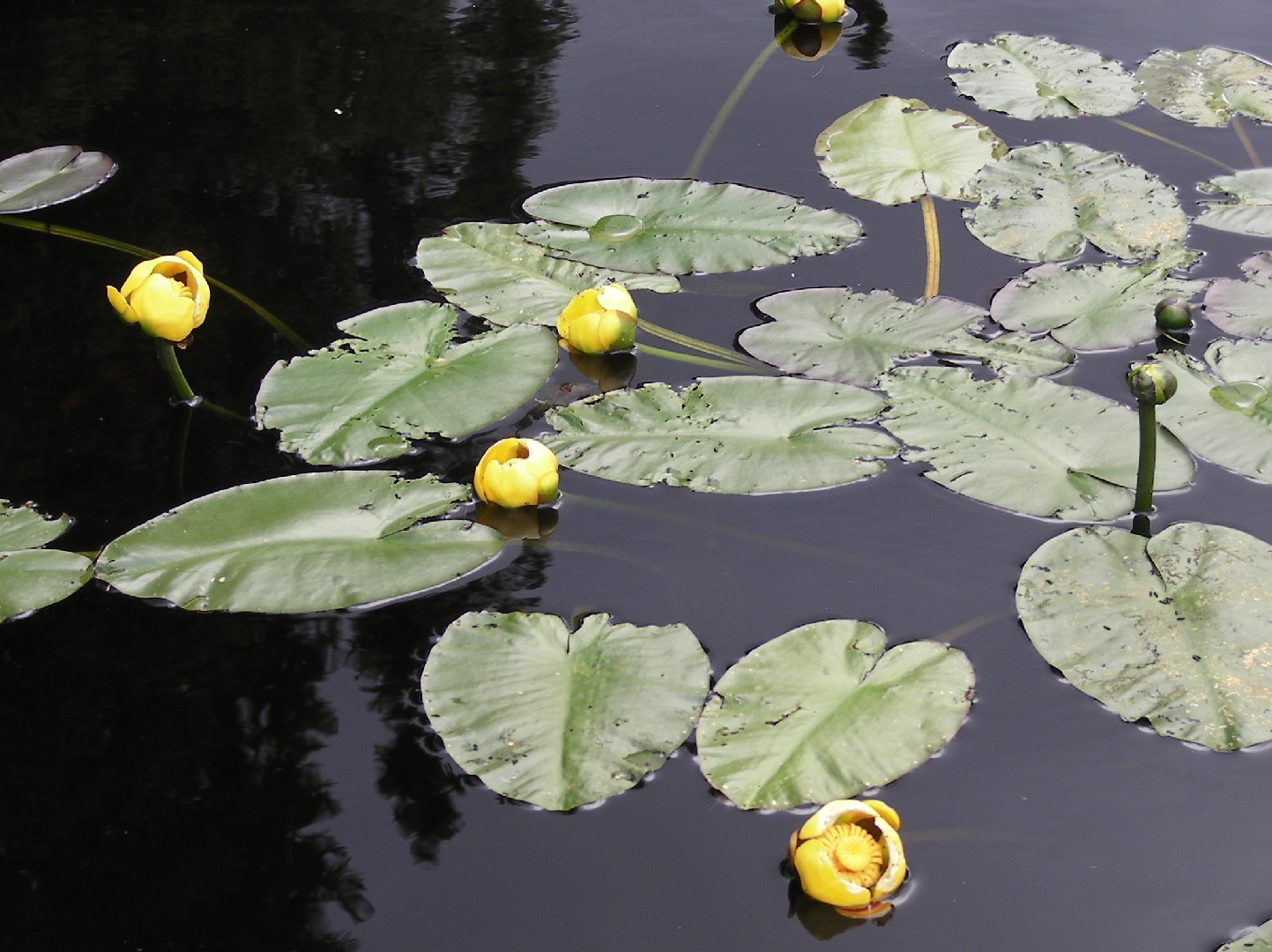 Nuphar Variegata - PictureThis