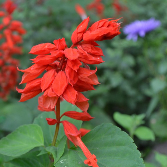 Salvia Splendens 花言葉 学名 よくある質問 Picturethis