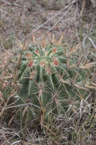 Ferocactus wislizeni (Engelm.) Britton & Rose, Arizona barrel cactus (World  flora) - Pl@ntNet identify
