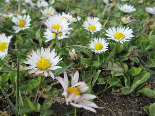 Bellis Daisy Pressed Edible Flowers