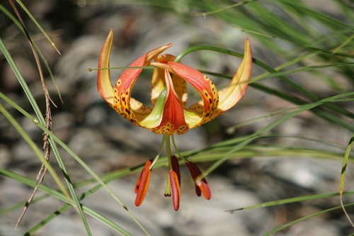 Lirio leopardo (Lilium pardalinum) - PictureThis