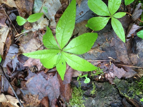 How to Plant and Grow Starflower(Lysimachia borealis)