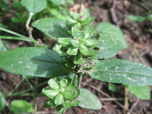 Common selfheal (Prunella vulgaris) Flower, Leaf, Care, Uses - PictureThis