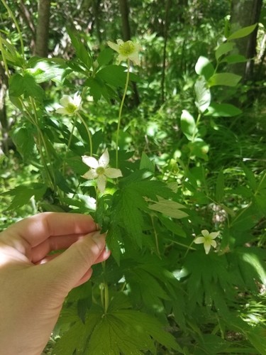 アネモネ バージニアナ Anemone Virginiana 花言葉 毒性 よくある質問 Picturethis