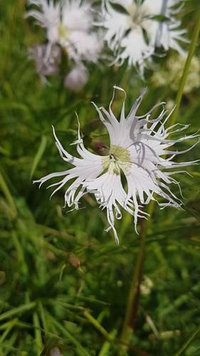 Garofano di bosco (Dianthus monspessulanus) - PictureThis