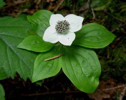 Siberian dogwood (Cornus alba) Flower, Leaf, Care, Uses - PictureThis