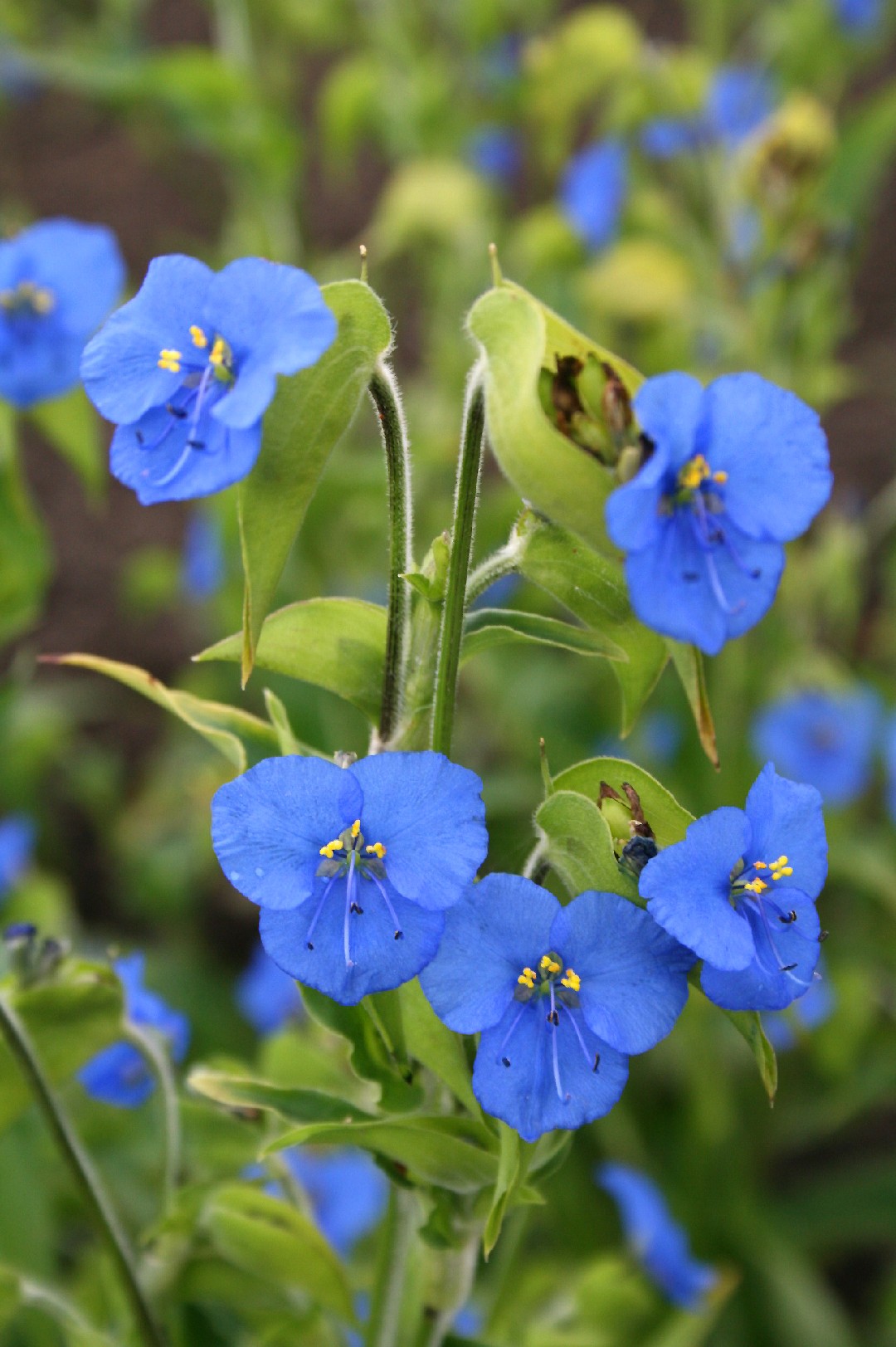 Commelina (Commelina tuberosa) Flower, Leaf, Care, Uses - PictureThis