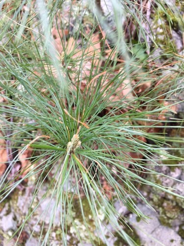 Eastern White Pine Branches - Great for Decorating! - Grimm's Gardens
